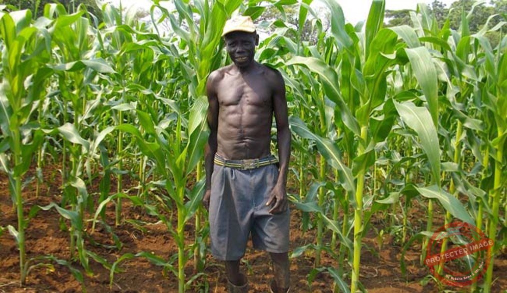 New Maize Mill in Kajo Keji