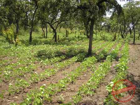 WES Agriculture minister emphasizes tree planting