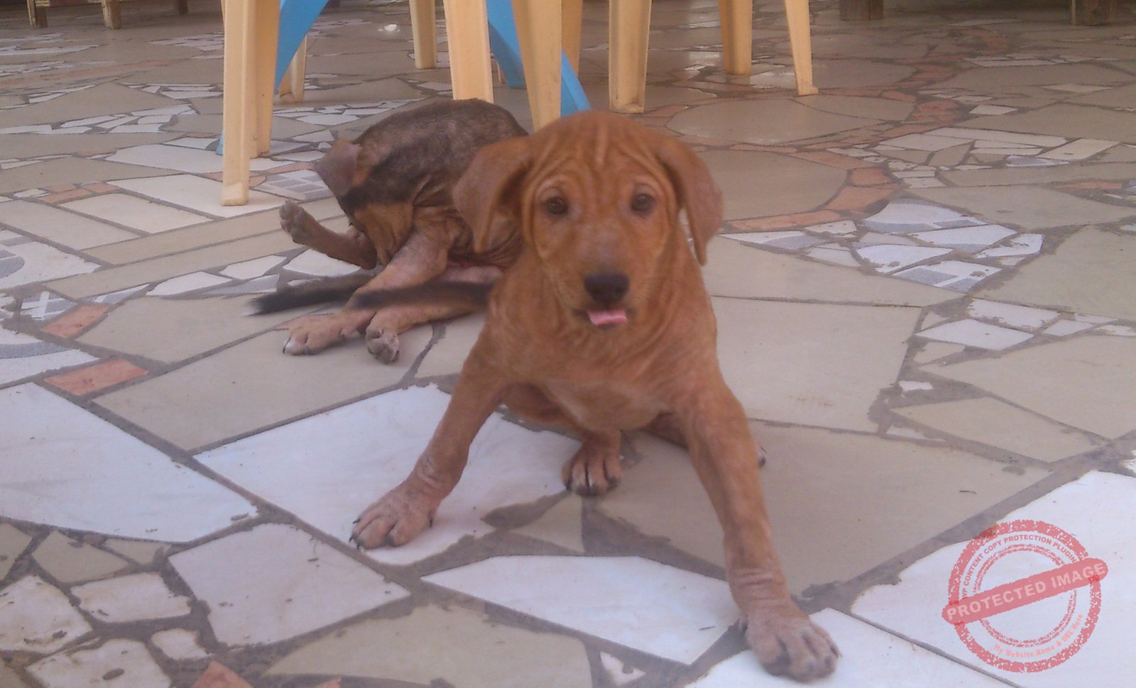 Kajo-Keji kills stray dogs